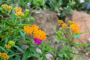 A Colorful Butterfly Weed Up Close Wallpaper