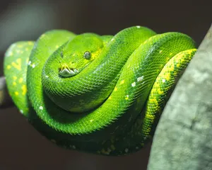 A Colorful Close-up Of A Detailed Python Snake Figure Wallpaper