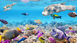 A Colorful Coral Reef With Many Fish Swimming In It Wallpaper