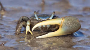 A Colorful Fiddler Crab On The Beach Wallpaper