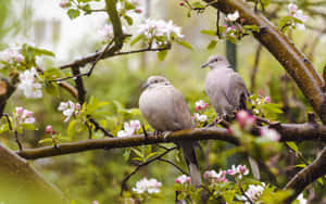 A Colorful Spring Gathering Of Birds Wallpaper