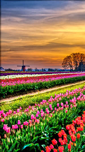 A Colorful Tulip Field In Full Bloom Wallpaper