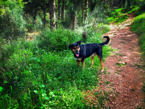 A Country Dog Enjoying Its Tranquil Natural Surroundings Wallpaper