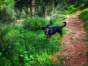 A Country Dog Enjoying Its Tranquil Natural Surroundings Wallpaper