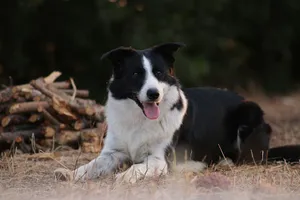 A Country Dog Enjoying Nature Wallpaper
