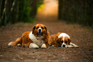 A Country Dog Meandering Through The Sunrise Hilled Meadows Wallpaper