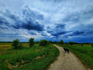 A Countryside Dog Strolling In The Lush Green Fields Wallpaper