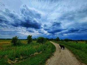 A Countryside Dog Strolling In The Lush Green Fields Wallpaper