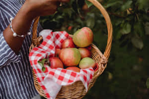 A Couple Enjoying An Apple Picking Session In A Beautiful Orchard Wallpaper