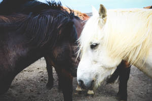 A Couple Of Horses, Standing In Harmony. Wallpaper