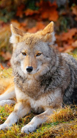 A Coyote Is Laying Down In The Grass Wallpaper