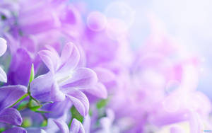 A Creative And Unique Purple Flower Laptop Wallpaper