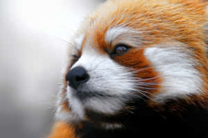 A Cute And Adorable Red Panda Relaxing In A Tree Wallpaper