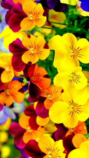 A Cute And Bright Flower For Your Iphone Wallpaper