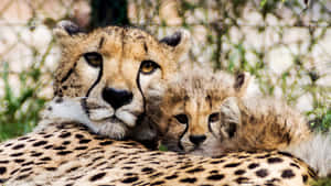 A Cute Baby Cheetah Relaxing In The Grass Wallpaper