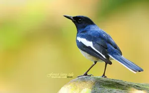 A Cute Blue Bird Looking For An Adventure Wallpaper