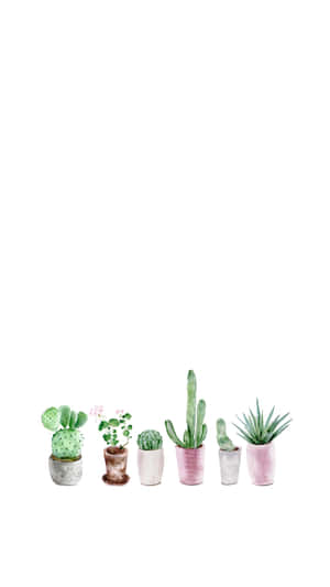 A Cute Cactus Turning To The Sun Wallpaper