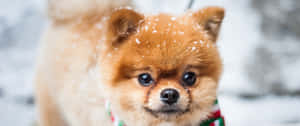 A Cute Dog Enjoys The Winter Snow Wallpaper