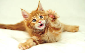 A Cute Golden Brown Furry Kitty Wallpaper