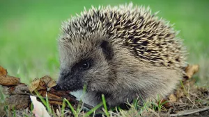 A Cute Hedgehog Mindfully Munching On A Delicious Fruit Wallpaper