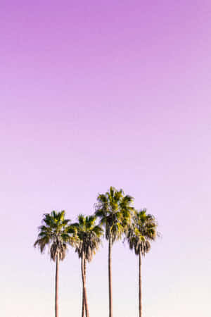 A Cute Palm Tree In A Tropical Paradise Wallpaper