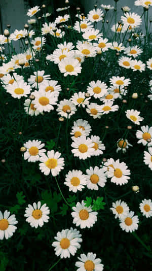 A Daisy In Full Bloom Wallpaper