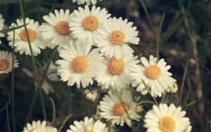 A Daisy Laptop Sitting On A Desk Wallpaper