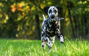 A Dalmatian Frolicking Through The Grass Wallpaper