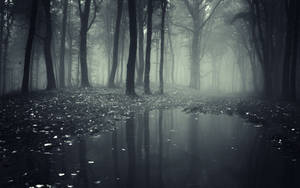 A Dark And Mysterious Forest Wallpaper