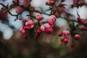 A Dark Cherry Blossom Against A Night Sky Wallpaper