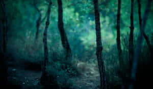 A Dark Forest With Trees And Bushes Wallpaper