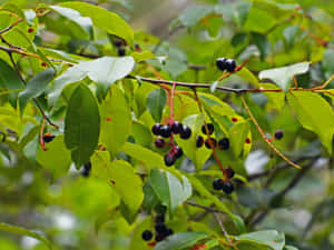 A Dark Red Black Cherry Fruit Ready To Be Picked Wallpaper