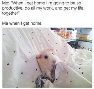 A Day With Your Pet Is Always Filled With Laughter And Fun Wallpaper