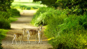 A Deer And Her Fawn Walk Down A Path Wallpaper