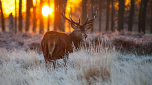 A Deer In A Beautiful Natural Landscape Wallpaper