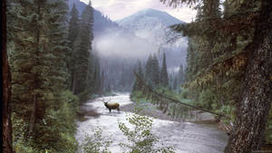 A Deer In Idaho's Winter Forest Wallpaper