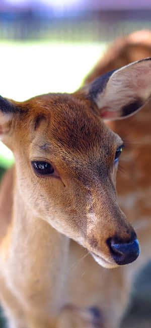 A Deer Is Standing In A Field Wallpaper