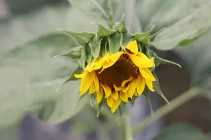 A Delicate Bloom Of Sunflower In The Summer Sun Wallpaper
