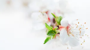 A Delicate Pink Flower Blooming In Nature Wallpaper