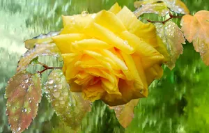 A Delicate Rose Amidst A Gentle Rain Wallpaper