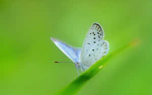 A Delicate White Butterfly Flits Amidst Floral Surroundings. Wallpaper