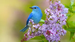 A Delightful Blue Bird Perched On Lavender Flowers Wallpaper