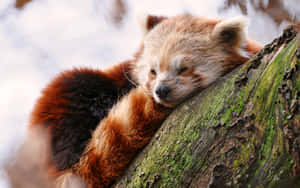 A Delightful Red Panda Taking A Nap Wallpaper