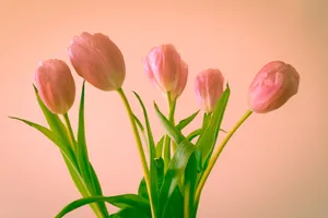 A Delightful Scenery Of Nature Wallpaper