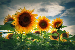 A Desktop Wallpaper Of A Beautiful Sunflower Wallpaper