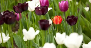 A Digital Representation Of A Lush Green And Mountainous Landscape. Wallpaper