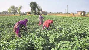A Diligent Farmer Tending His Vegetable Farm Wallpaper