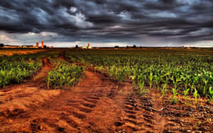 A Dirt Road In A Corn Field Wallpaper