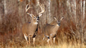 A Doe And Buck Deer Couple In Their Natural Setting Wallpaper