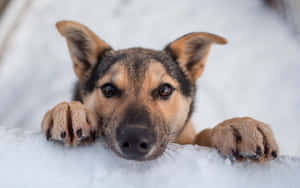 A Dog Enjoying A Snowy Winter Day Wallpaper